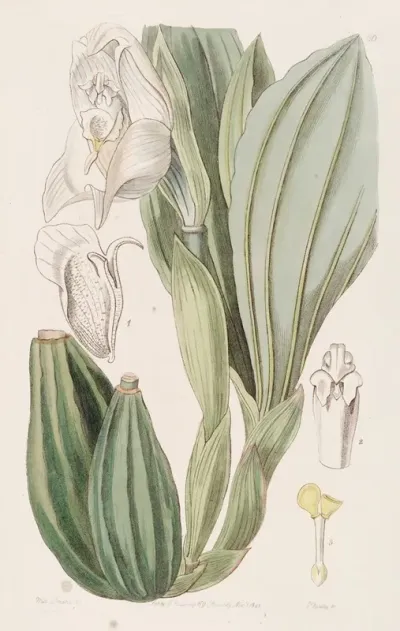 One Flowered Anguloa