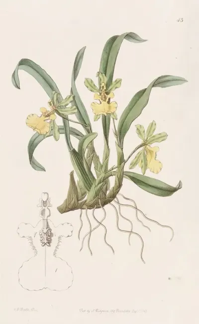 One Flowered Oncidium