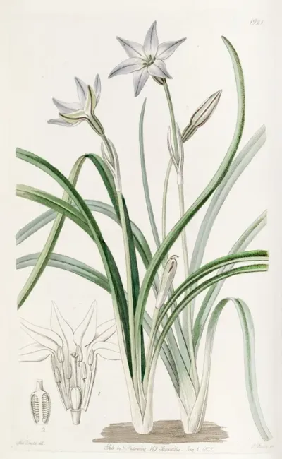 One Flowered Tritelia