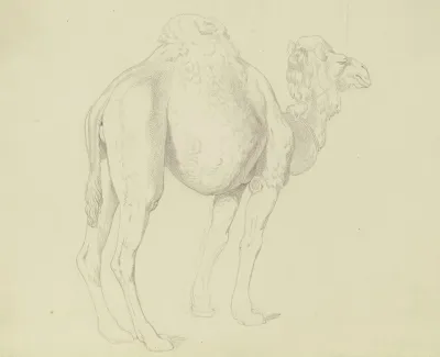 One Humped Camel To The Right