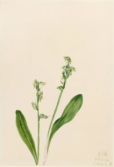 One Leaf Bog Orchid Habenaria Obtusata 2