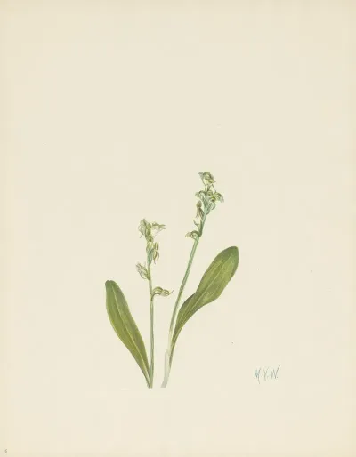 One Leaf Bog Orchid Habenaria Obtusata 3