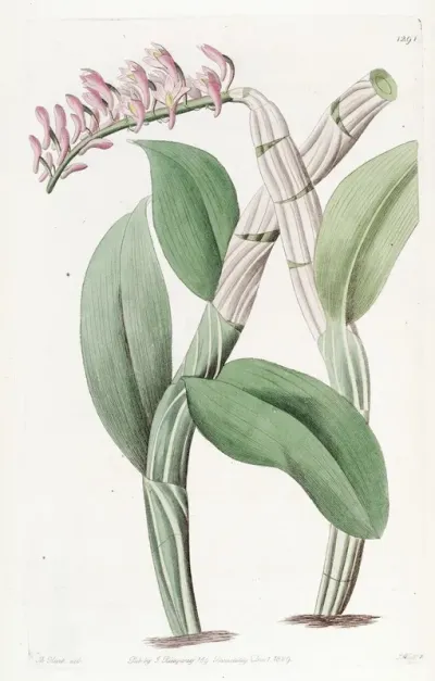 One Sided Dendrobium