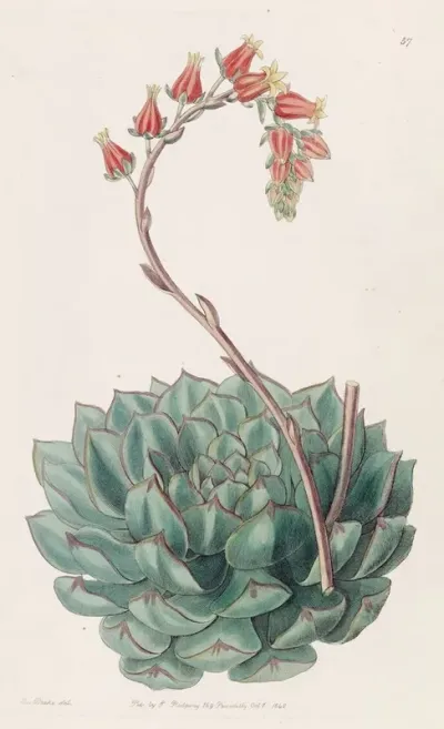 One Sided Echeveria