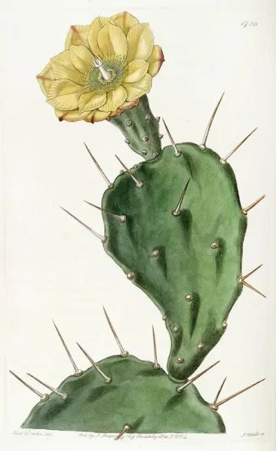 One Spined Opuntia