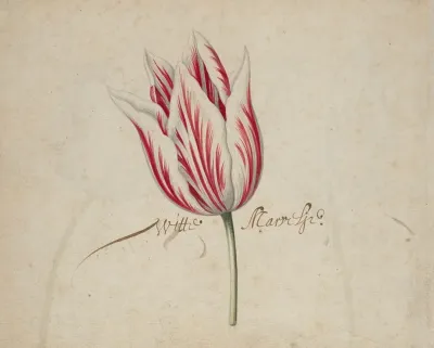 One Tulip
