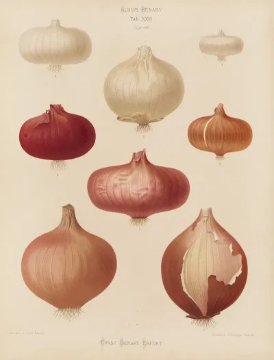 Onions 2