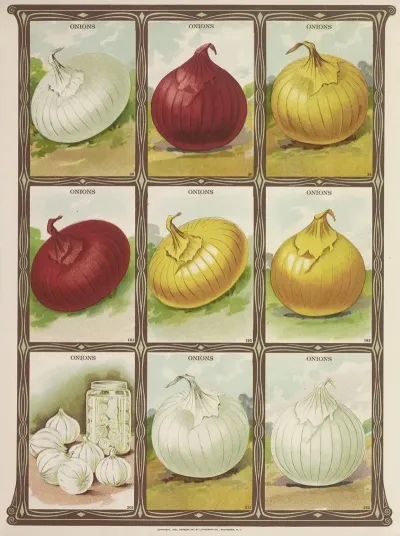 Onions 3