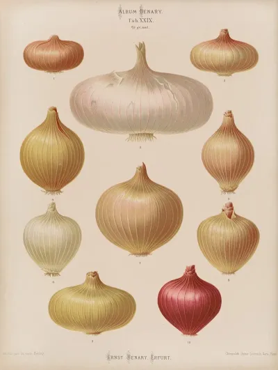 Onions