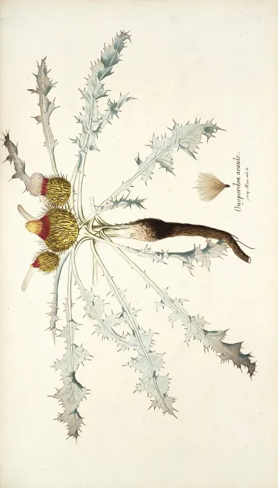Onopordon Acaule
