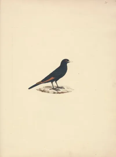 Onychognathus Albirostris White Billed Starling