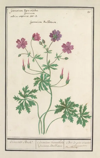 Ooievaarsbek Geranium Hovaerts Beck Geranium Haemathodes Gruinum Bulbosum Bec De Grue A Racine Bulbeuse