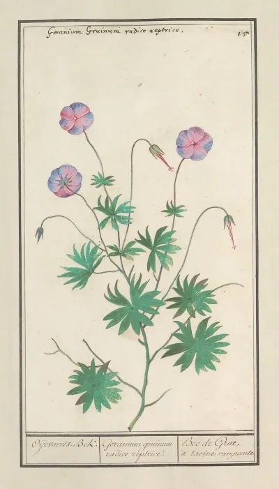 Ooievaarsbek Geranium Oijevaerts Bek Geranium Gruinum Radice Reptrice Bec De Grue A Racine Rampante