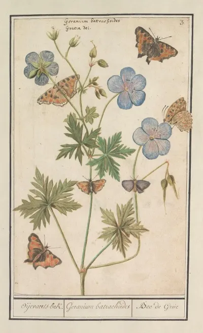 Ooievaarsbek Waarschijnlijk Beemdooievaarsbek Geranium Pratense Oijevaaerts Bek Geranium Batrachoides Bec De Grue
