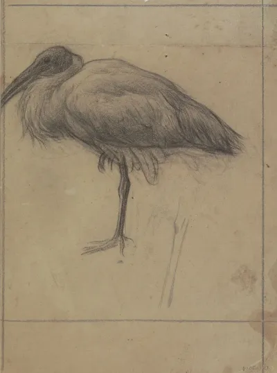 Opgezette Ibis