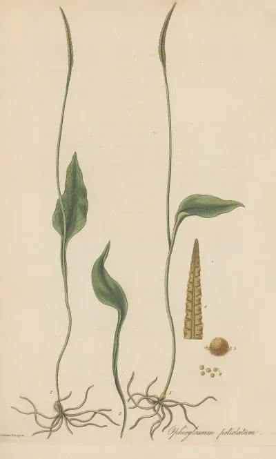 Ophioglossum Petiolatum