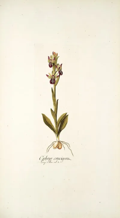 Ophrys Crucigera
