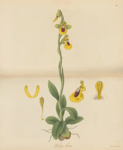 Ophrys Lutea