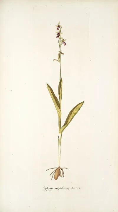 Ophrys Myodes