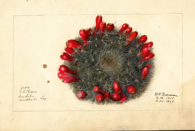 Opuntia Prickly Pear 2