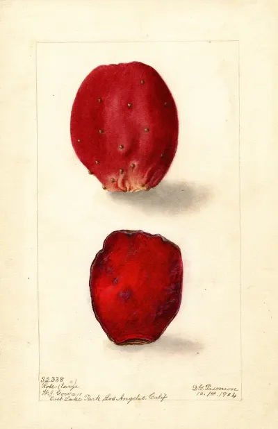 Opuntia Rose Prickly Pear