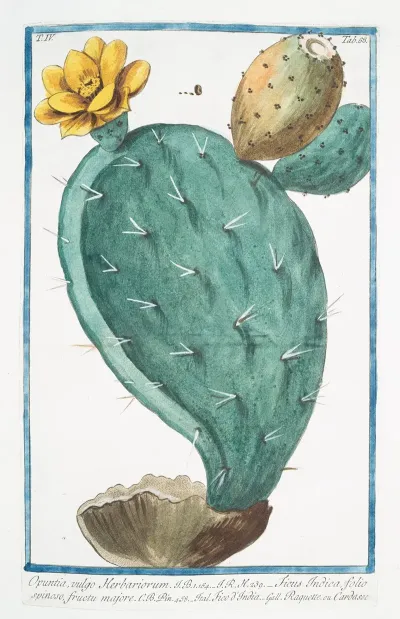 Opuntia Vulgo Herbariorum Ficus Indica Folio Spinoso Fructu Majore Fico Dindia Raquette Ou Cardasse Prickly Pear Indian Fig