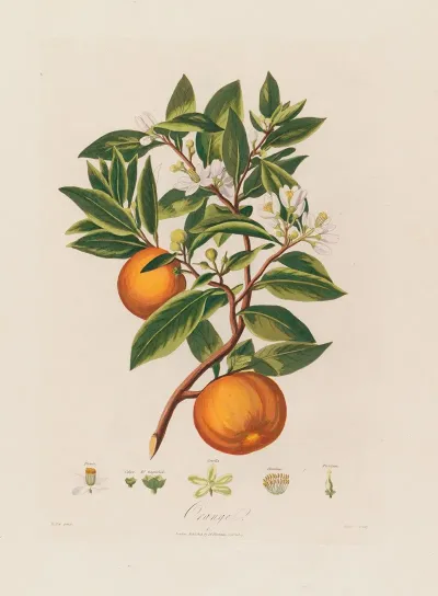 Orange 3