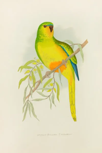 Orange Bellied Parrakeet