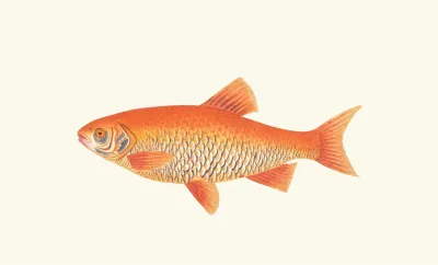 Orange Carp