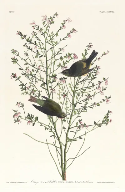 Orange Crowned Warbler