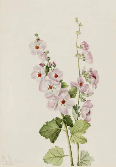 Orange Eye Globemallow Sphaeralcea Davidsonii 2