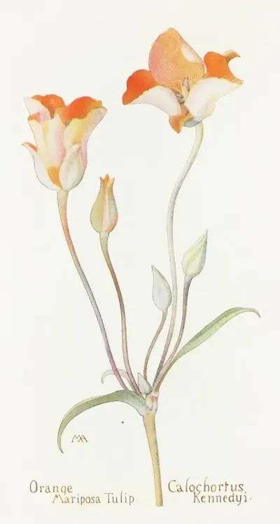 Orange Mariposa Tulip