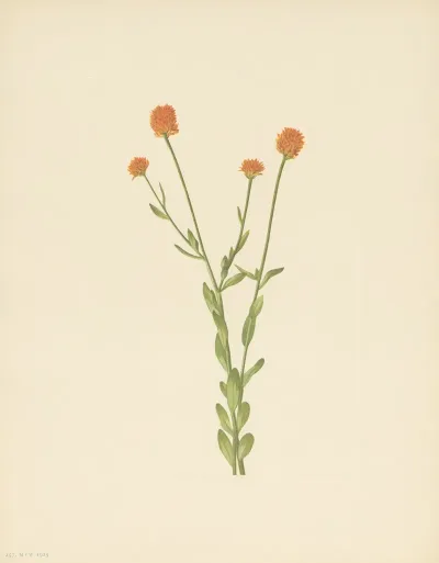 Orange Polygala Polygala Lutea 3