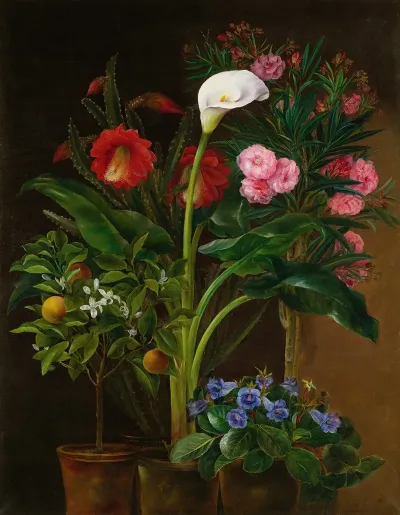 Orange Tree Streptocarpus Oleander A Calla Lily And Cactus Flowers