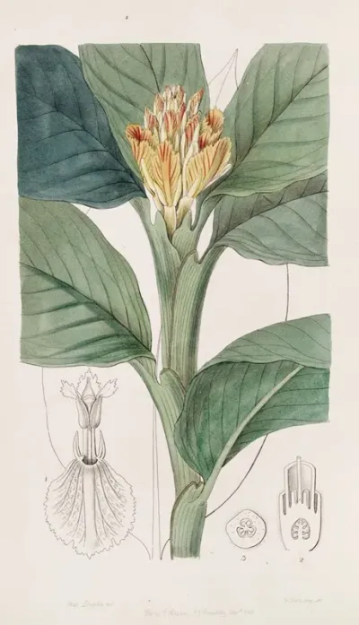 Orange Yellow Amomum