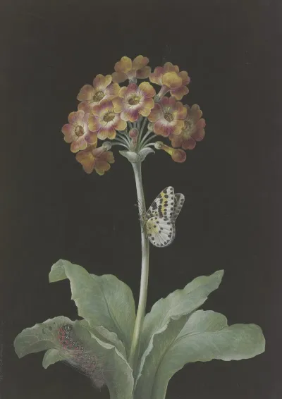 Orangerote Aurikel Primula Auricula Mit Stachelbeer Harlekin Und Sich Einspinnender Raupe