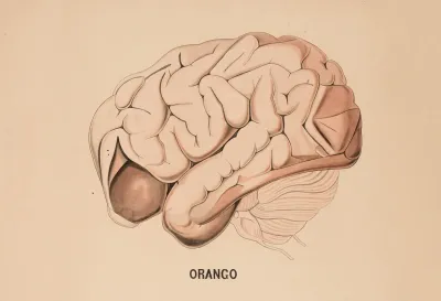 Orangutan Brain