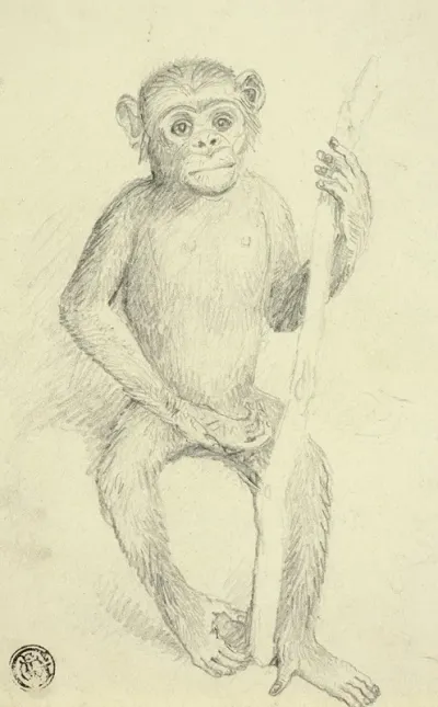 Orangutang