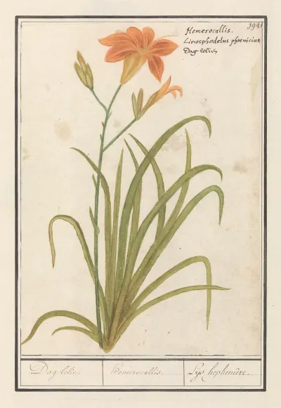 Oranje Daglelie Hemerocallis Dag Lelie Hemerocallis Leys Hephemere