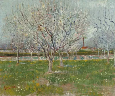 Orchard In Blossom Plum Trees