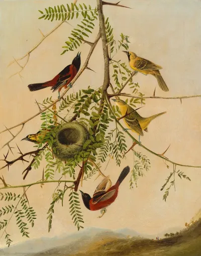 Orchard Oriole 3
