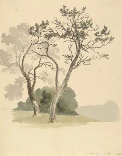 Orchard Trees At Under River Near Knole