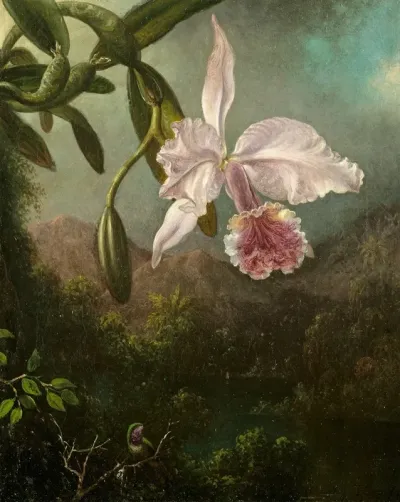Orchid Blossoms
