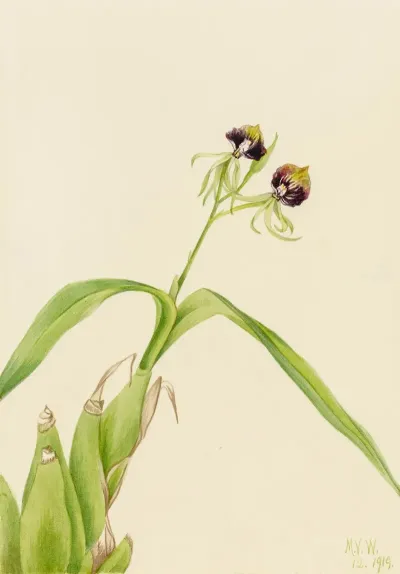 Orchid Epidendrum Cochleatum