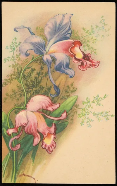 Orchidea