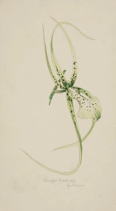 Orchidee Brassia Brachiata Guatemala