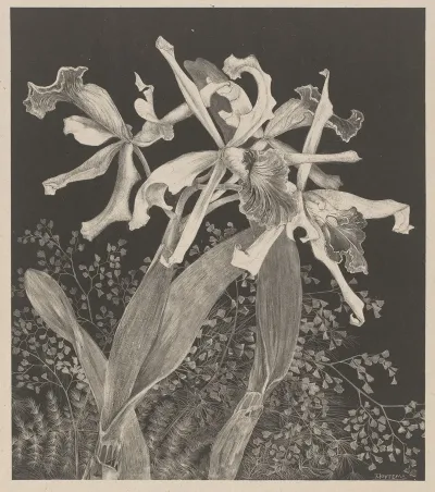Orchids 2