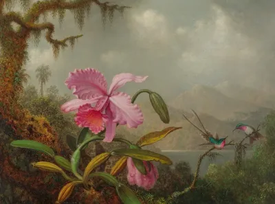 Orchids And Hummingbirds