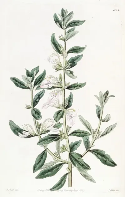 Orchis Flowered Teucrium