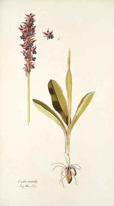 Orchis Mascula
